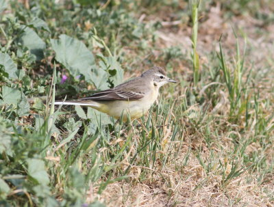 Yellow Wagtail (Motacilla flava)