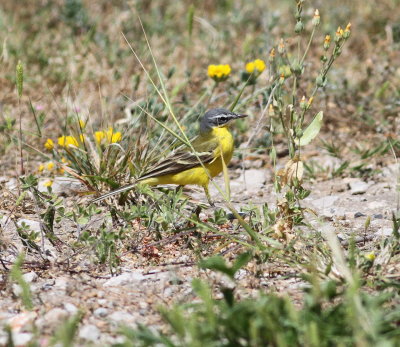 Yellow wagtail (Motacilla flava)