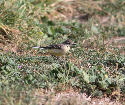 Yellow wagtail (Motacilla flava)