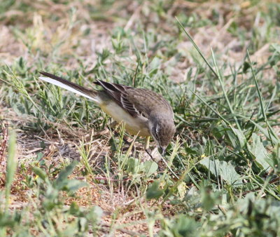 Yellow wagtail (Motacilla flava)