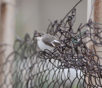 collared flycatcher (Ficedula albicollis)