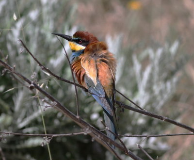 Bee-eater (Merops apiaster)