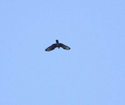 Honey Buzzard (Pernis apivorus)
