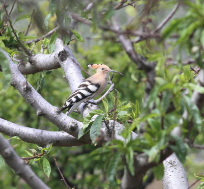 Hoopoe (Upupa epops)