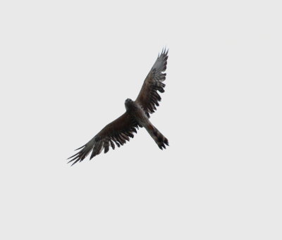 Montagu's harrier (Circus pygargus)