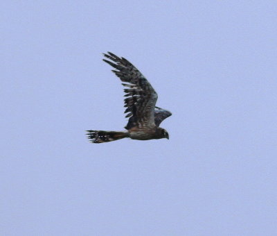 Montagu's harrier (Circus pygargus)