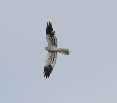 Montagu's harrier (Circus pygargus)