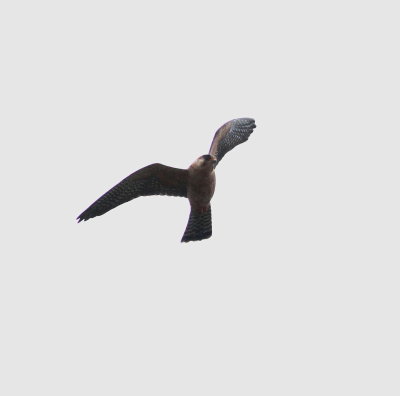 Red-footed falcon (Falco vespertinus)