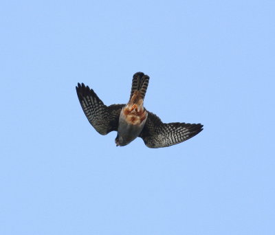 Red-footed falcon  (Falco vespertinus)