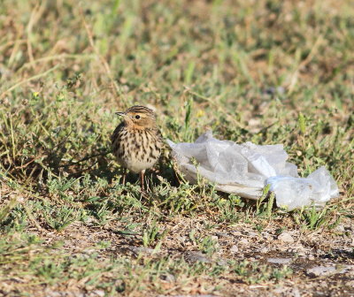 Red-throated Pipit (Anthus cervinus)