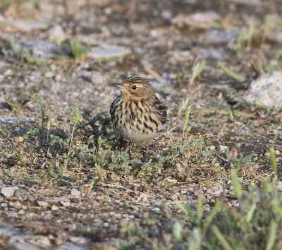 Red-throated Pipit (Anthus cervinus)