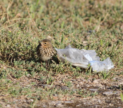 Red-throated Pipit (Anthus cervinus)