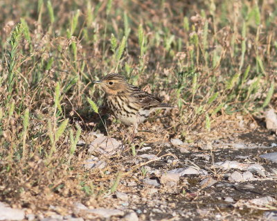 Red-throated Pipit (Anthus cervinus)