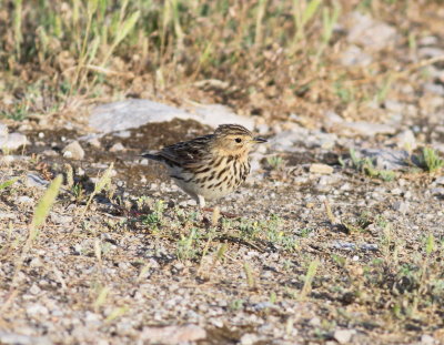 Red-throated Pipit (Anthus cervinus)