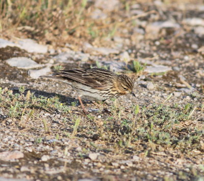 Red-throated Pipit (Anthus cervinus)