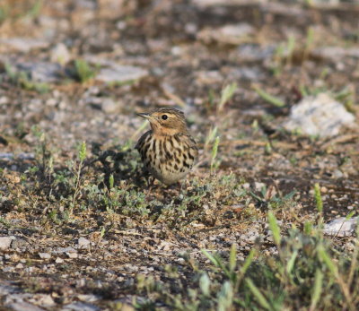 Red-throated Pipit (Anthus cervinus)