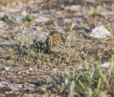 Red-throated Pipit (Anthus cervinus)