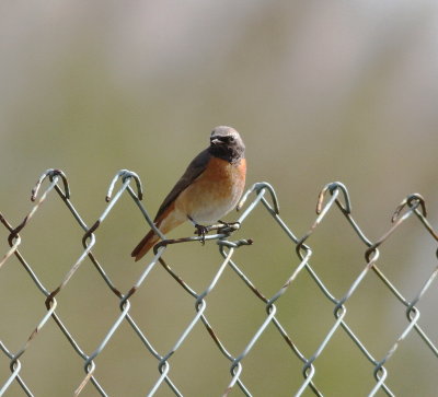 Redstart (Phoenicurus phoenicurus)