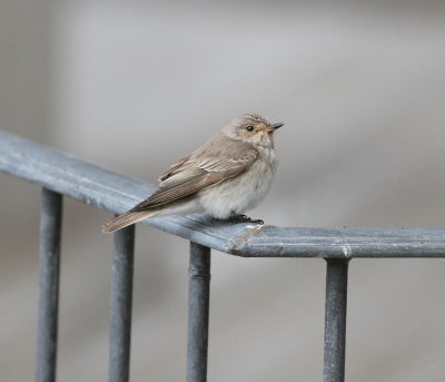 Spotted Flycatcher (Muscicapa striata)