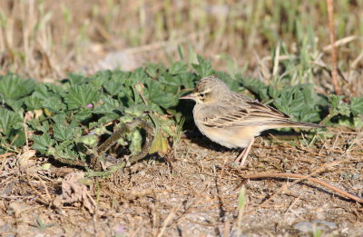 Tawny Pipit (Anthus campestris)