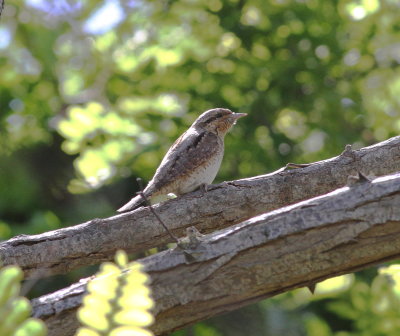 Wryneck (Jynx torquilla)