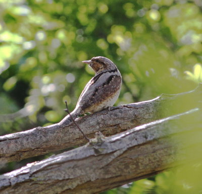 Wryneck (Jynx torquilla)