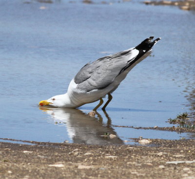 Yellow-legged Gull (Larus michahellis)
