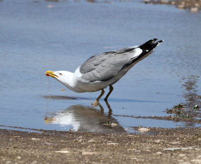 Yellow-legged Gull (Larus michahellis)