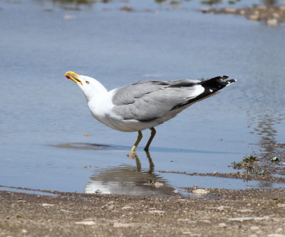 Yellow-legged Gull (Larus michahellis)