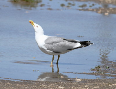 Yellow-legged Gull (Larus michahellis)