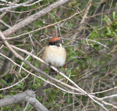 woodchat Shrike (Lanius senator)