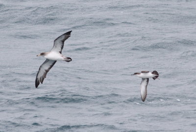Scopoli's Shearwater  (Calonectris diomeda) and Yelkouan Sherwater (Puffinus yelkouan)