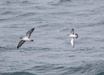 Scopoli's Shearwater  (Calonectris diomeda) and Yelkouan Sherwater (Puffinus yelkouan)