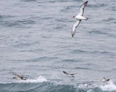 Scopoli's Shearwater  (Calonectris diomeda) and Yelkouan Sherwater (Puffinus yelkouan)