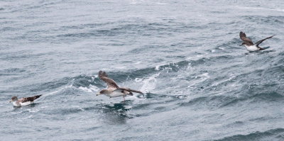 Scopoli's Shearwater  (Calonectris diomeda) and Yelkouan Sherwater (Puffinus yelkouan)