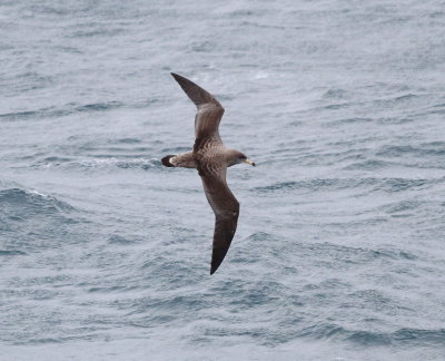 Scopoli's Shearwater (Calonectris diomeda)