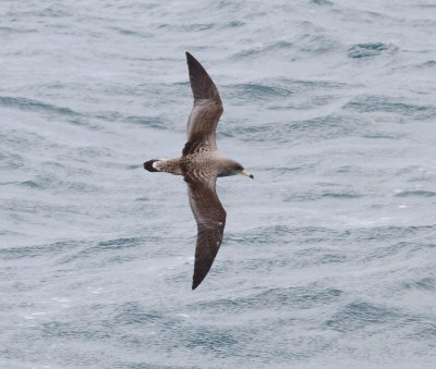 Scopoli's Shearwater (Calonectris diomeda)