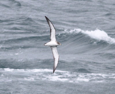 Scopoli's Shearwater (Calonectris diomeda)