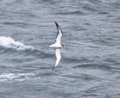 Scopoli's Shearwater (Calonectris diomeda)