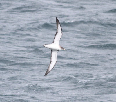 Scopoli's Shearwater (Calonectris diomeda)