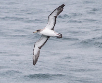 Scopoli's Shearwater (Calonectris diomeda)