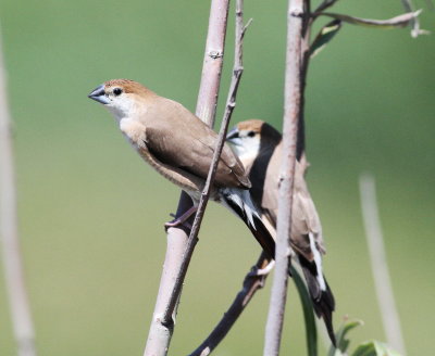 Indian Silverbill (Euodice malabarica)