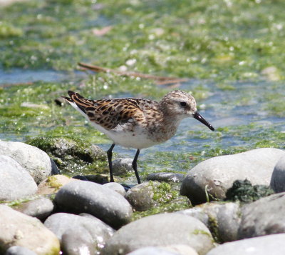 Little Stint (Calidris minuta)