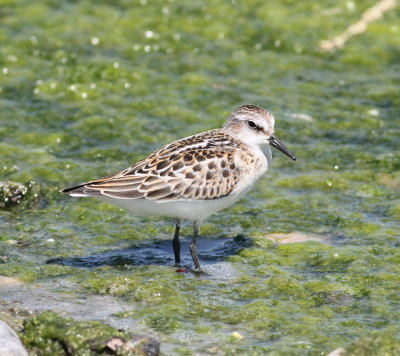 Little Stint (Calidris minuta)