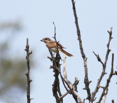 Red-backed shrike (Lanius collurio)