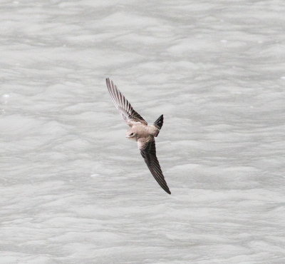 Crag Martin (Ptyonoprogne rupestris)