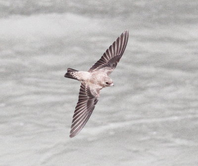 Crag Martin (Ptyonoprogne rupestris)