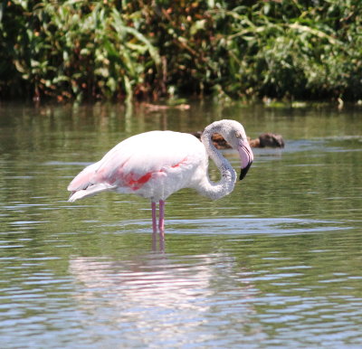 Flamingo (Phoenicopterus roseus)