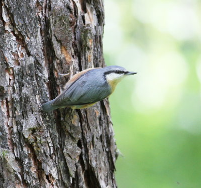 Nuthatch (Sitta europaea)