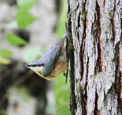 Nuthatch (Sitta europaea)